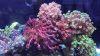 san-ho-so-goniopora-coral-nhu-nhung-bong-hoa-dung-dua-truoc-gio - ảnh nhỏ  1