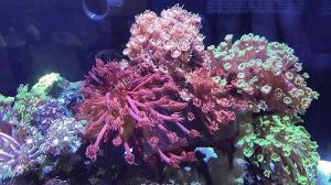 San Hô Sọ (Goniopora Coral) - Như những bông hoa đung đưa trước gió