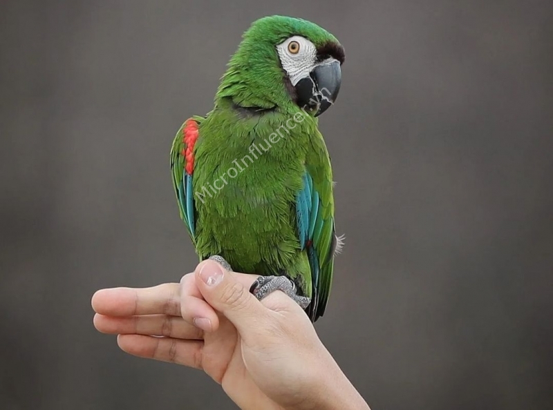 Vẹt Chestnut Fronted Macaw - Thông minh và thích thể hiện