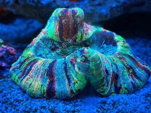 San Hô Xương Gai (Open Brain Coral) - Màu sắc đa dạng cho newbie