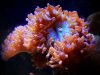 san-ho-duncan-duncan-coral-hinh-dang-mang-tinh-lai-tao - ảnh nhỏ  1