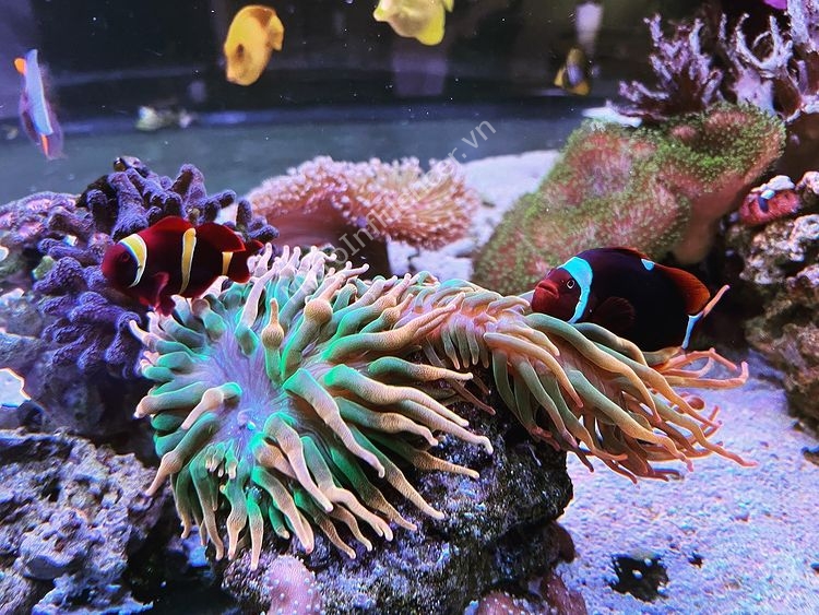 Cá Hề Maroon - Siêu biến thể chất hơn, chiến hơn Nemo