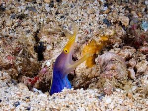 Cá Chình Thiên Long (Ribbon Eel) - Sở hữu ngoại hình không tưởng