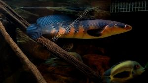 Cá Lóc Vẩy Rồng Đỏ (Channa Marulioidis) - Thời điểm vàng để sở hữu