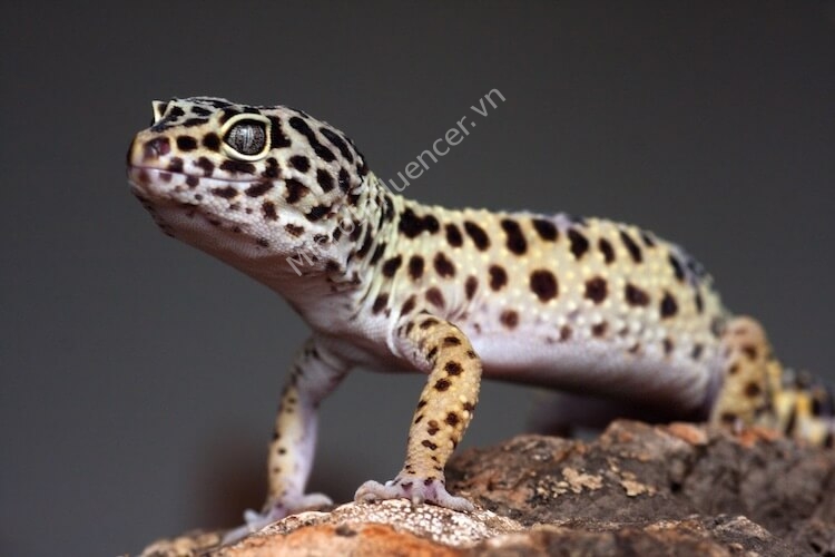 Thằn Lằn Da Báo (Leopard Gecko) - Thú chơi phổ cập cho người mới