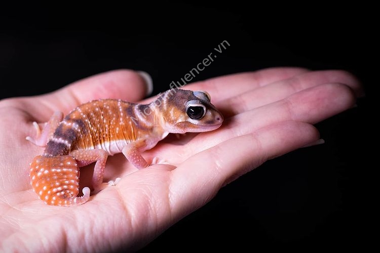 Thằn Lằn Knob-Tailed Gecko - Đang chờ được sinh sản phổ biến