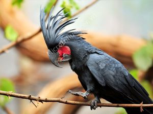 Vẹt Black Palm Cockatoo (Goliath Cockatoo) - Chỉ có 1 tại Việt Nam