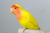 vet-lovebird-peach-face-cung-xiu-voi-muc-gia-hop-ly - ảnh nhỏ  1