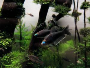 Cá Black Emperor Tetra - Phủ kín một màu đen sa tanh quyến rũ