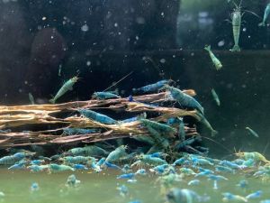 Deep Blue Shrimp - Dòng tép được lai tạo từ nhiều đời gen chất lượng