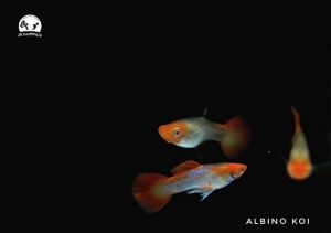 Albino Koi Guppy - Phiên bản cá Chép Koi thu nhỏ vô cùng thu hút