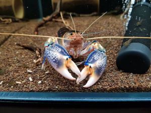 Cherax Destructor Crayfish - Dòng tôm cảnh với cặp càng to siêu chất