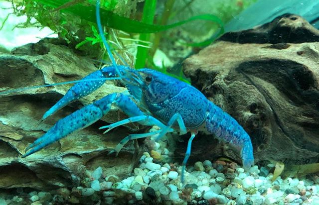 Procambarus Crayfish - Dòng tôm cảnh dành cho người mới bắt đầu