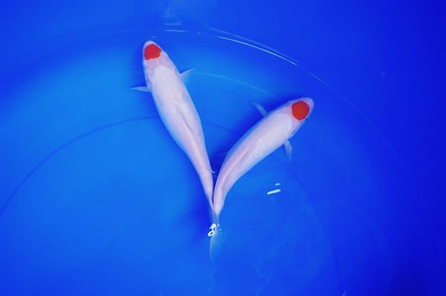 Cá Chép Koi Tancho Nhật Bản - Chuẩn mực của vẻ đẹp