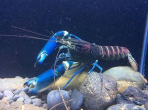 Các bệnh thường gặp ở tôm Crayfish và cách khắc phục hiệu quả·(Phần 2)