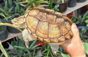 Rùa Hypo Florida Snapping - Dòng Florida Snapping đột biến đẹp siêu cấp