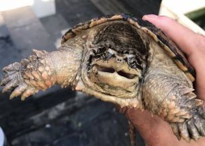 Rùa Mexican Snapping mai đen, đẹp, size 8 - 15