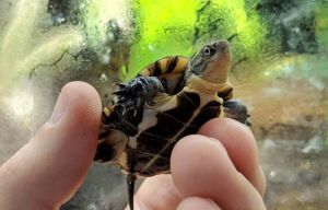 Rùa Ao Vàng (Asian Yellow Pond Turtle) - Dòng rùa thương phẩm đáng yêu trong bể cộng đồng